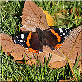 NT4936 : A late Red Admiral butterfly by Walter Baxter