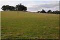 Field beside Park Farm