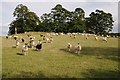 Sheep near Park Farm