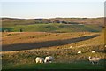 Sheep, Wester Alemoor