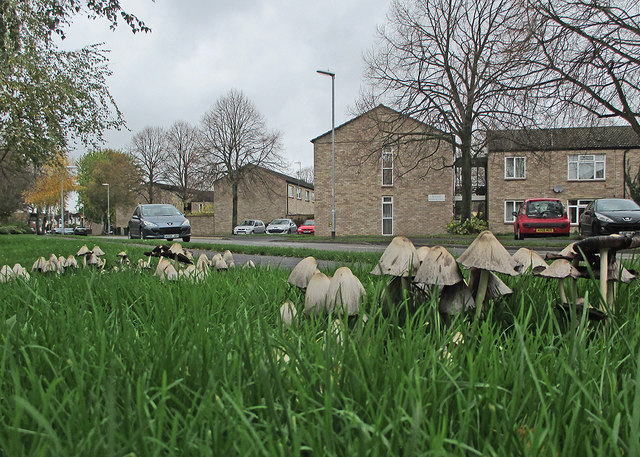 Lichfield Road: flats and fungi