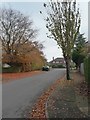 Autumn leaves, Longlands Road, Carlisle