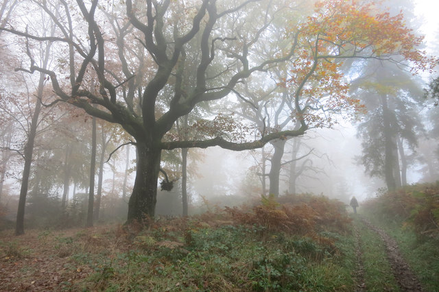 A Misty Day in Shobdon Hill Wood