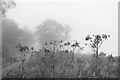SO3864 : Mortimer Trail in the mist by Des Blenkinsopp