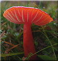 SD4674 : Vivid red mushroom, Heald Brow by Karl and Ali