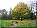 NY3755 : Autumn in the park, Carlisle by Christine Johnstone
