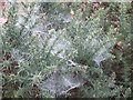 SE8290 : Gorse  and  dew  covered  cobwebs  (2)  above  Keldgate  Slack by Martin Dawes