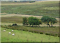 Grazing south-east of Bethania, Ceredigion