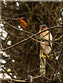 A sparrowhawk