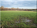 Grazing near Wyse Hill