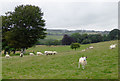 Grazing east of Penuwch, Ceredigion