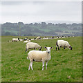 Grazing east of Penuwch, Ceredigion