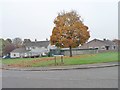 Autumn tree, Crosshill Drive, Morton, Carlisle