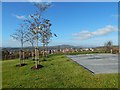 New Dumbarton Cemetery: near the upper entrance