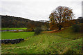 Autumn tree below Kirk Bank