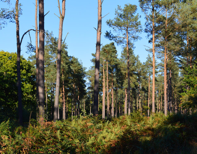 Coniferous woodland, Ufton Nervet,... © Oswald Bertram :: Geograph ...