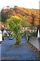 Tree in Princes Drive with wooded hillside beyond