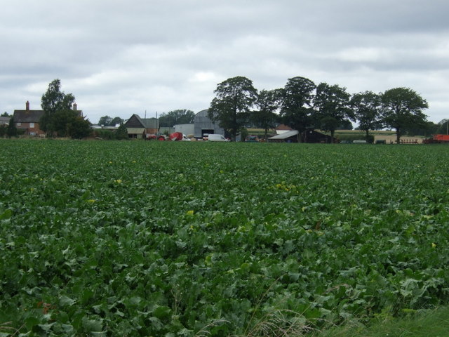 Crop field towards The Oaks