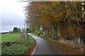 Beech lined road, Ormiston