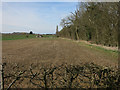 Field near Little Ditton