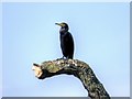 TG3115 : Cormorant Perched at Salhouse Broad by David Dixon