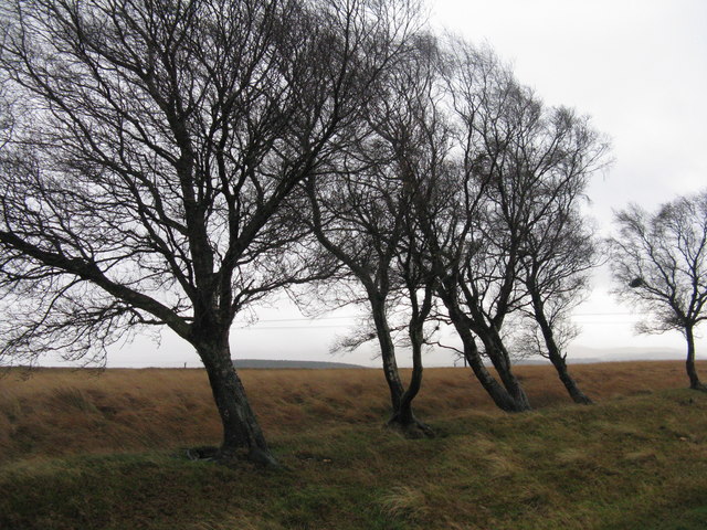 Birches on a bleak moorland