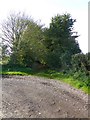 Overgrown lane, near Netherexe