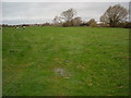 Pasture near the M4 east of Grittenham