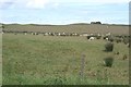 Sheep, Quoyburray