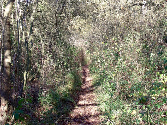 Footpath through Piper Wood in autumn