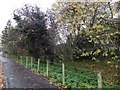 A patch of woodland, Arbroath