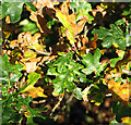 TG3002 : Oak leaves in their autumn colours by Evelyn Simak