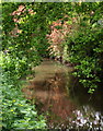 Mill Race, Cullompton