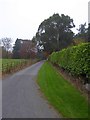 Hedge and verge outside Spitchwick Manor