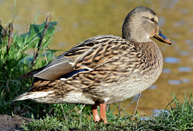 Mallard, Lagan towpath, Stranmillis,... © Albert Bridge cc-by-sa/2.0 ...