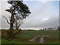 Arable land, Woodend