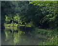 Tree lined cutting along the Grand Union Canal