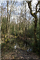 Pond on Holmwood Common