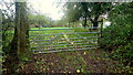 Apples on the ground at Wickridge Street