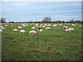 Grazing off Kneeton Lane