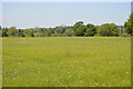 Flax, South Park Farm