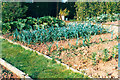 Leeks on the allotment