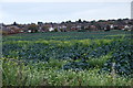 Cabbages, Black Moss Lane, Aughton