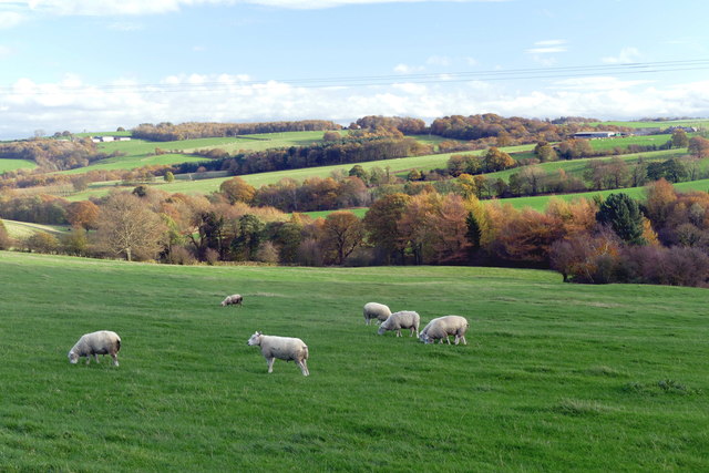 Sheep grazing above Crane Moor Dike