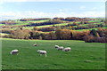 SE3101 : Sheep grazing above Crane Moor Dike by Graham Hogg