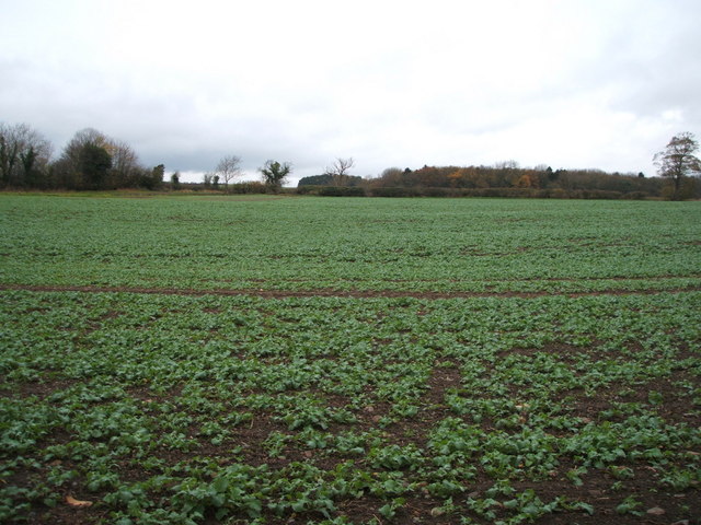 Crop field north of Melsonby