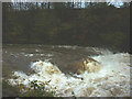 SD5086 : The River Kent in spate at Levens Force by Karl and Ali