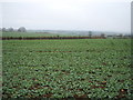 Crop field east of the B6274