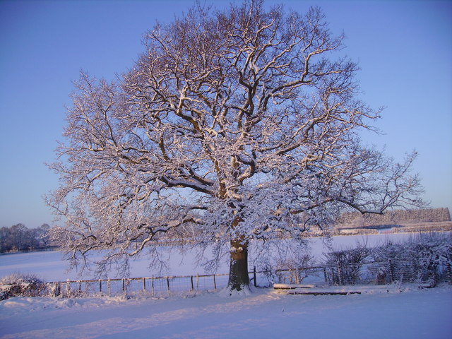 English Oak at Barelands Farm Cottages