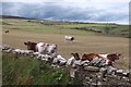 Shorthorns, Walliwall